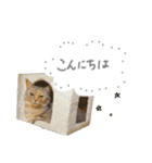 ゆかいな7ひきのねこたち（個別スタンプ：6）