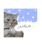 ゆかいな7ひきのねこたち（個別スタンプ：7）