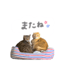 ゆかいな7ひきのねこたち（個別スタンプ：8）