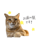 ゆかいな7ひきのねこたち（個別スタンプ：9）
