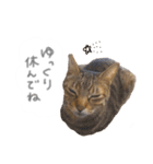 ゆかいな7ひきのねこたち（個別スタンプ：10）