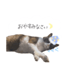 ゆかいな7ひきのねこたち（個別スタンプ：11）