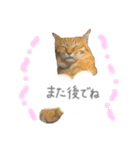 ゆかいな7ひきのねこたち（個別スタンプ：12）