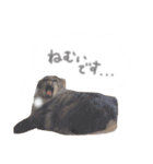 ゆかいな7ひきのねこたち（個別スタンプ：13）