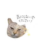 ゆかいな7ひきのねこたち（個別スタンプ：14）