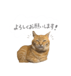 ゆかいな7ひきのねこたち（個別スタンプ：16）