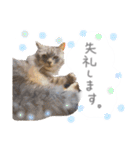 ゆかいな7ひきのねこたち（個別スタンプ：19）