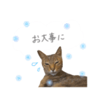ゆかいな7ひきのねこたち（個別スタンプ：21）