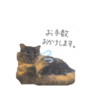 ゆかいな7ひきのねこたち（個別スタンプ：22）