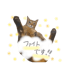 ゆかいな7ひきのねこたち（個別スタンプ：23）