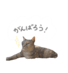ゆかいな7ひきのねこたち（個別スタンプ：24）
