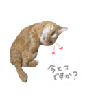ゆかいな7ひきのねこたち（個別スタンプ：25）