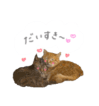 ゆかいな7ひきのねこたち（個別スタンプ：27）