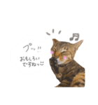 ゆかいな7ひきのねこたち（個別スタンプ：28）