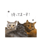 ゆかいな7ひきのねこたち（個別スタンプ：30）