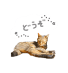ゆかいな7ひきのねこたち（個別スタンプ：31）