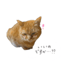 ゆかいな7ひきのねこたち（個別スタンプ：32）