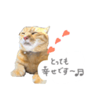 ゆかいな7ひきのねこたち（個別スタンプ：33）