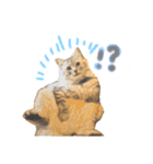ゆかいな7ひきのねこたち（個別スタンプ：34）
