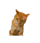 ゆかいな7ひきのねこたち（個別スタンプ：35）