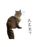 ゆかいな7ひきのねこたち（個別スタンプ：36）