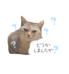 ゆかいな7ひきのねこたち（個別スタンプ：39）