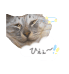 ゆかいな7ひきのねこたち（個別スタンプ：40）