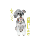 犬(まさむねときら)と猫(こまちとまひる)（個別スタンプ：1）