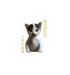 犬(まさむねときら)と猫(こまちとまひる)（個別スタンプ：3）