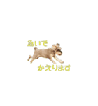 犬(まさむねときら)と猫(こまちとまひる)（個別スタンプ：4）