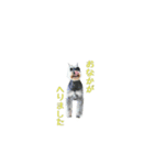 犬(まさむねときら)と猫(こまちとまひる)（個別スタンプ：5）