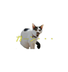 犬(まさむねときら)と猫(こまちとまひる)（個別スタンプ：7）