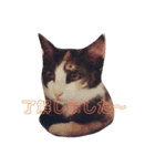 野口家の猫たち（個別スタンプ：1）