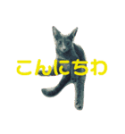 野口家の猫たち（個別スタンプ：2）