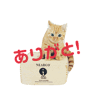 野口家の猫たち（個別スタンプ：6）