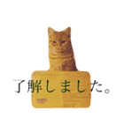 野口家の猫たち（個別スタンプ：7）