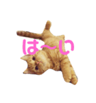 野口家の猫たち（個別スタンプ：8）