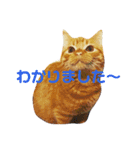 野口家の猫たち（個別スタンプ：9）