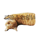 野口家の猫たち（個別スタンプ：10）