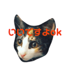 野口家の猫たち（個別スタンプ：11）