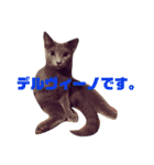 野口家の猫たち（個別スタンプ：12）