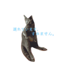 野口家の猫たち（個別スタンプ：13）