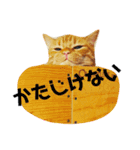 野口家の猫たち（個別スタンプ：14）
