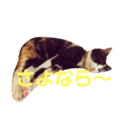 野口家の猫たち（個別スタンプ：16）