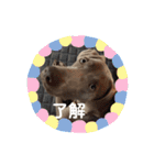 ワイマラナーのグレイス（個別スタンプ：10）