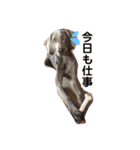 ワイマラナーのグレイス（個別スタンプ：12）