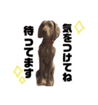 ワイマラナーのグレイス（個別スタンプ：16）