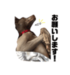 ワイマラナーのグレイス（個別スタンプ：19）