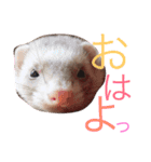 フェレットのメイたん（個別スタンプ：1）