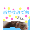 フェレットのメイたん（個別スタンプ：2）